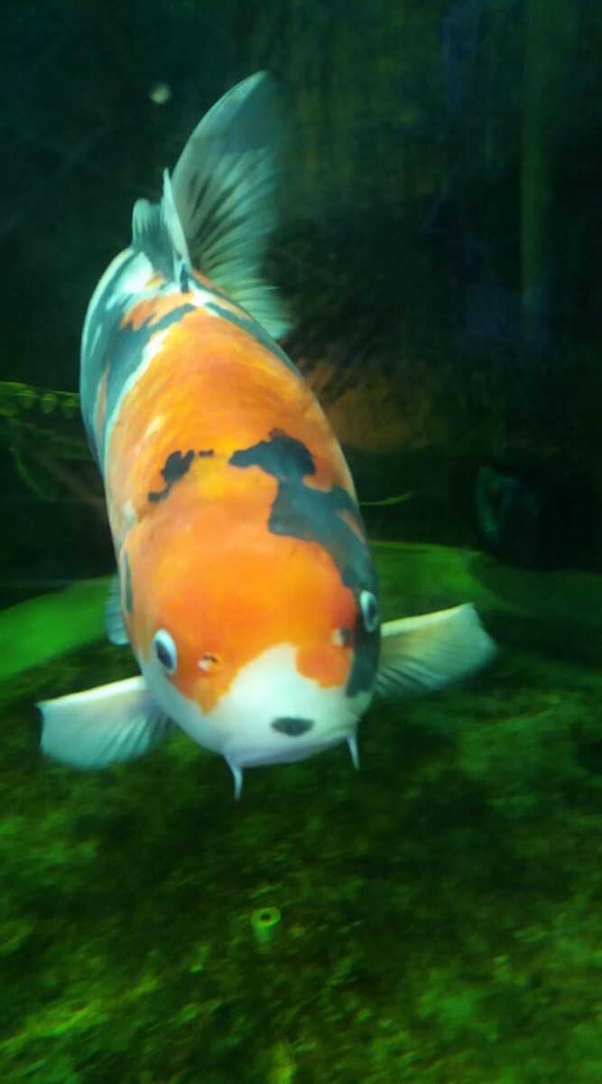 Foto's Vijverkoopjes