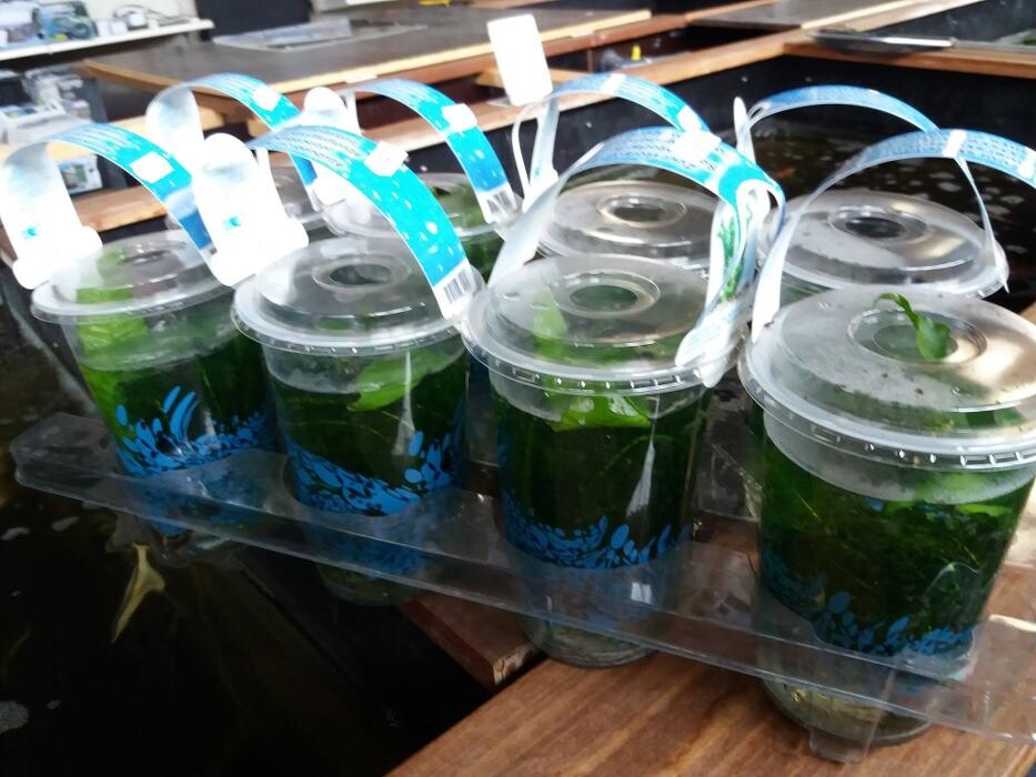 Foto's Vijverkoopjes