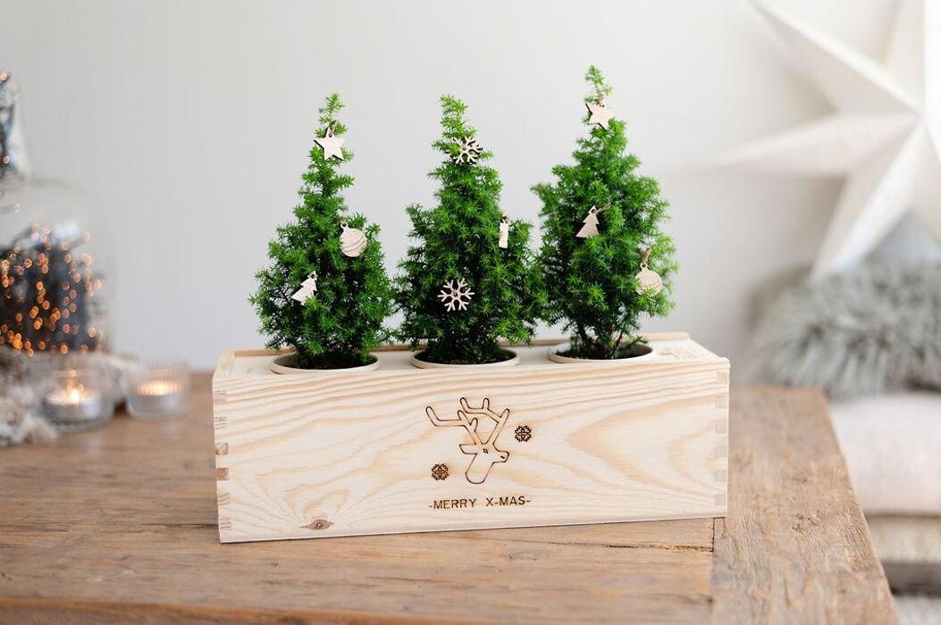 Foto's Blooms out of the Box