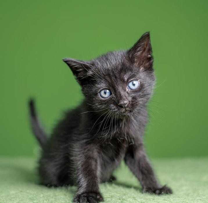 Foto's DOA dierenasiel