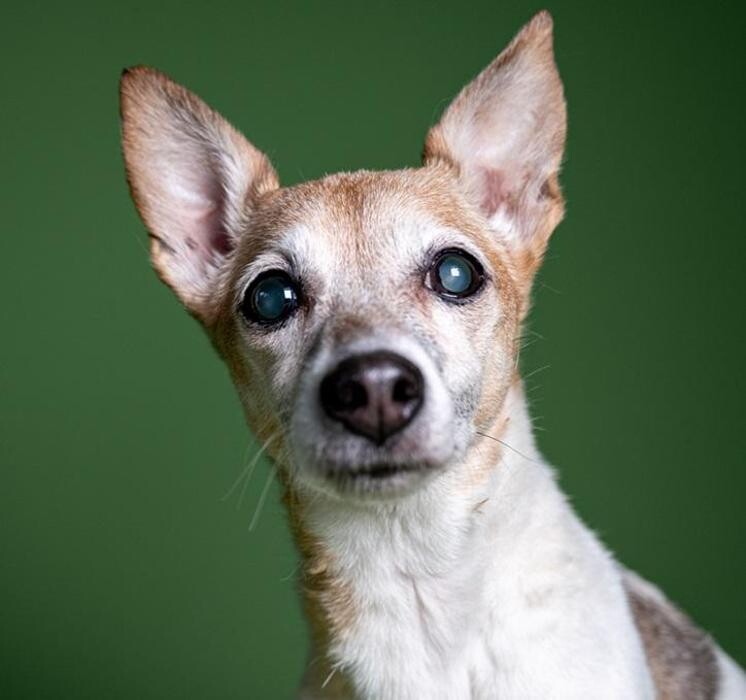 Foto's DOA dierenasiel