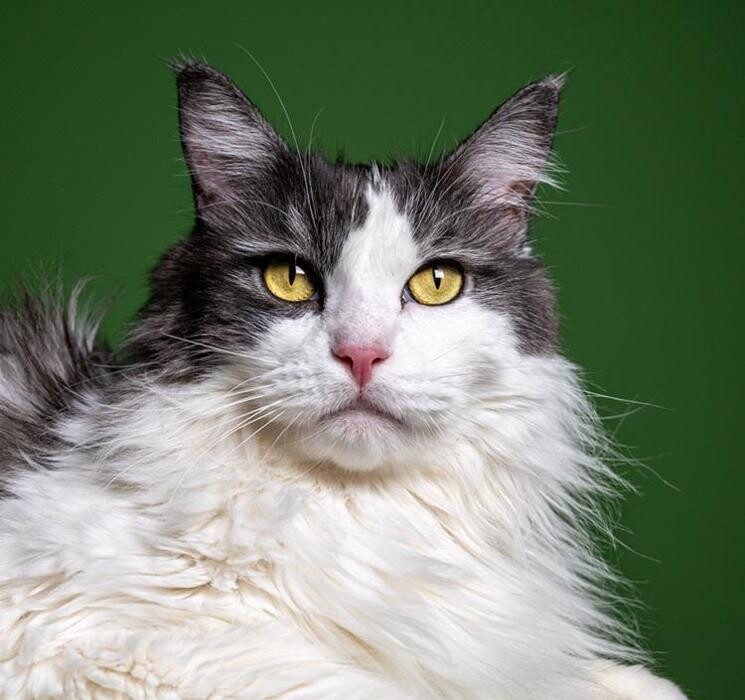 Foto's DOA dierenasiel