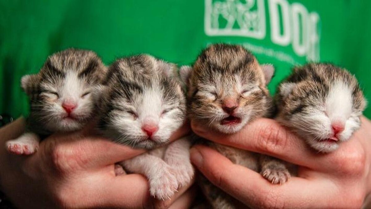 Foto's DOA dierenasiel