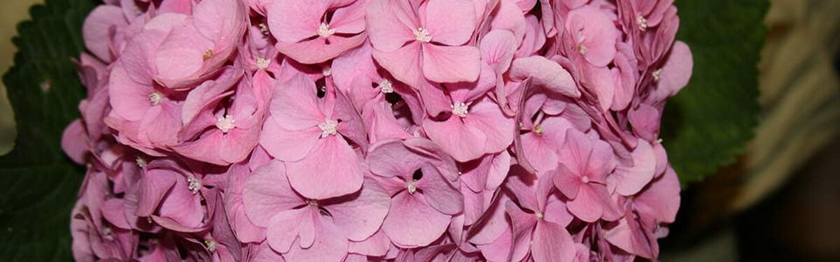 Foto's Bloemen Bezorgen Rotterdam