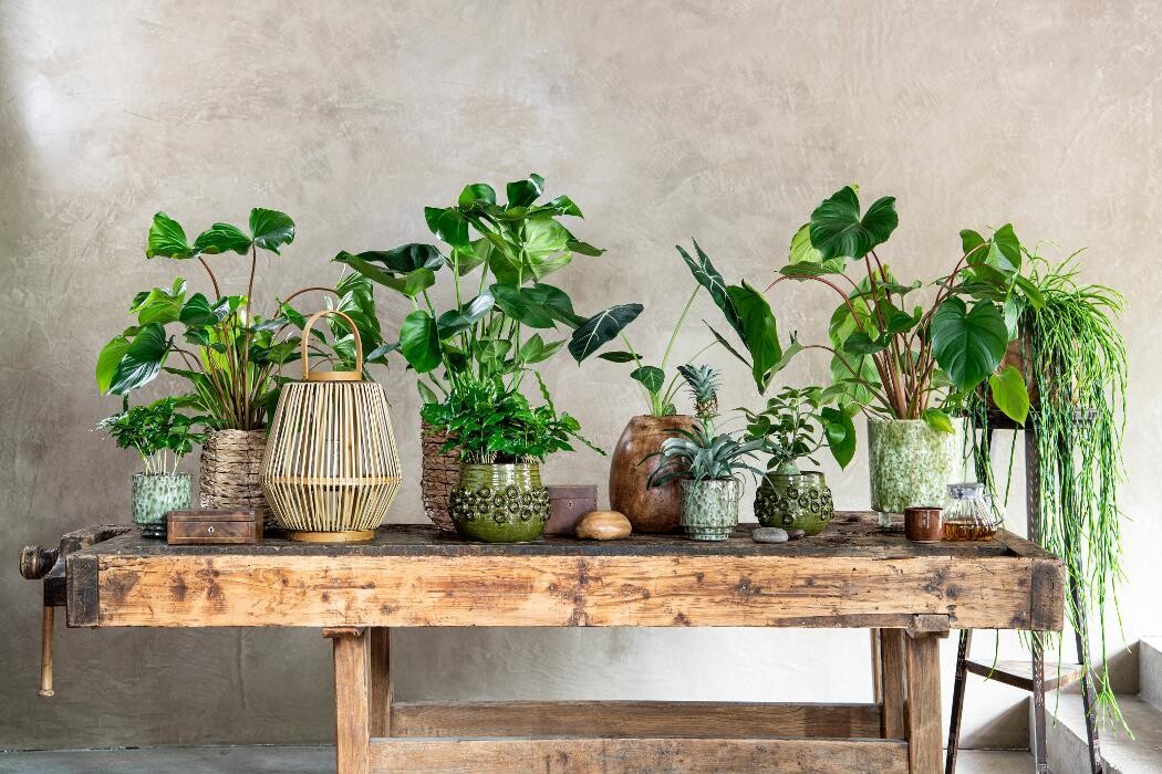 Foto's Intratuin Sliedrecht