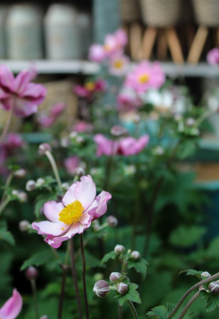 Foto's Intratuin Malden