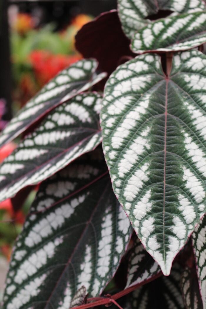 Foto's Intratuin Malden