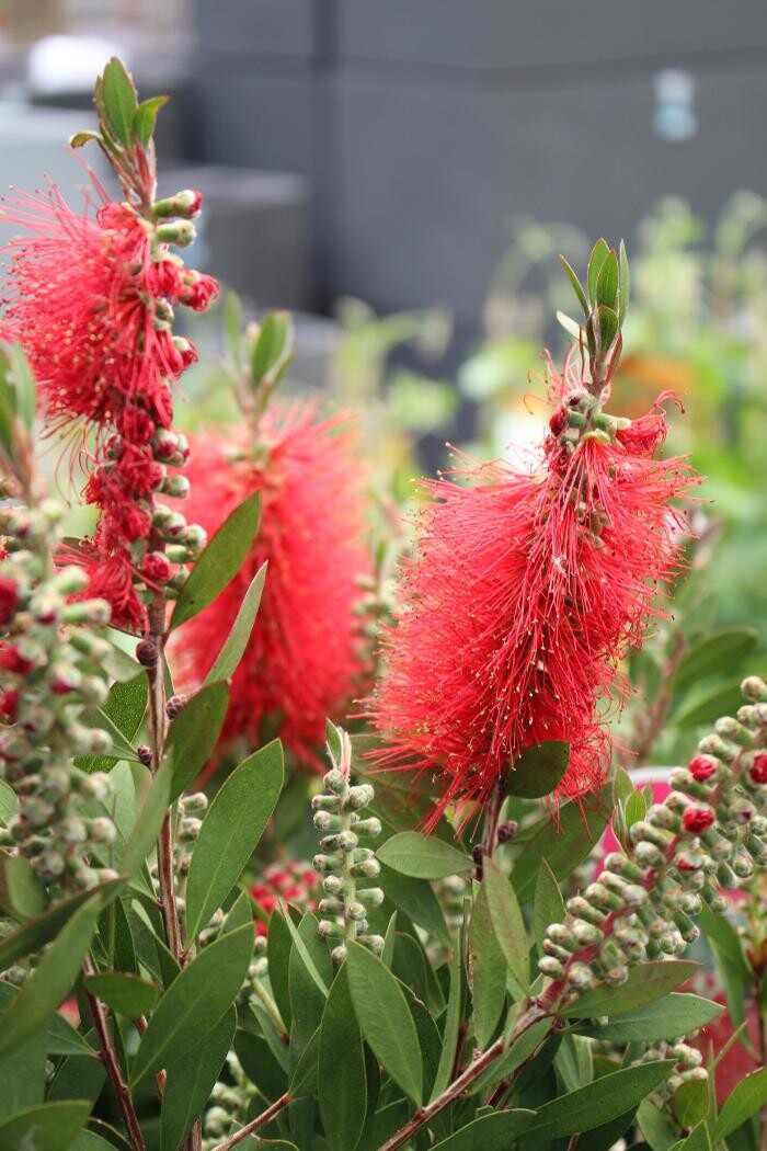 Foto's Intratuin Malden