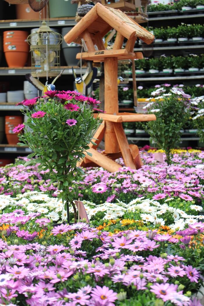 Foto's Intratuin Malden