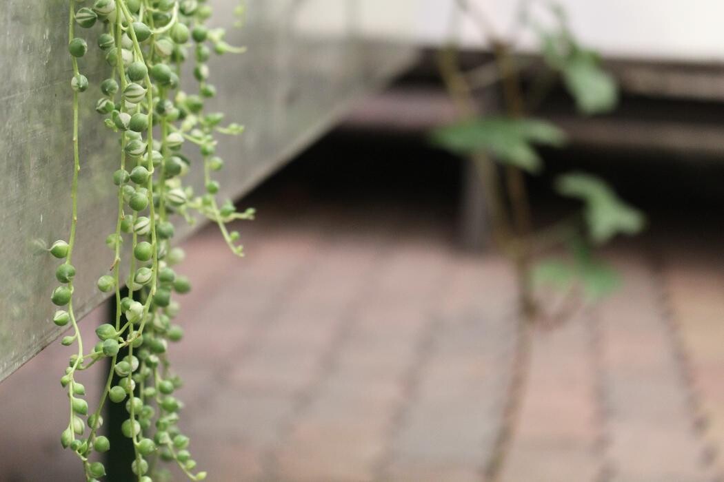 Foto's Intratuin Malden