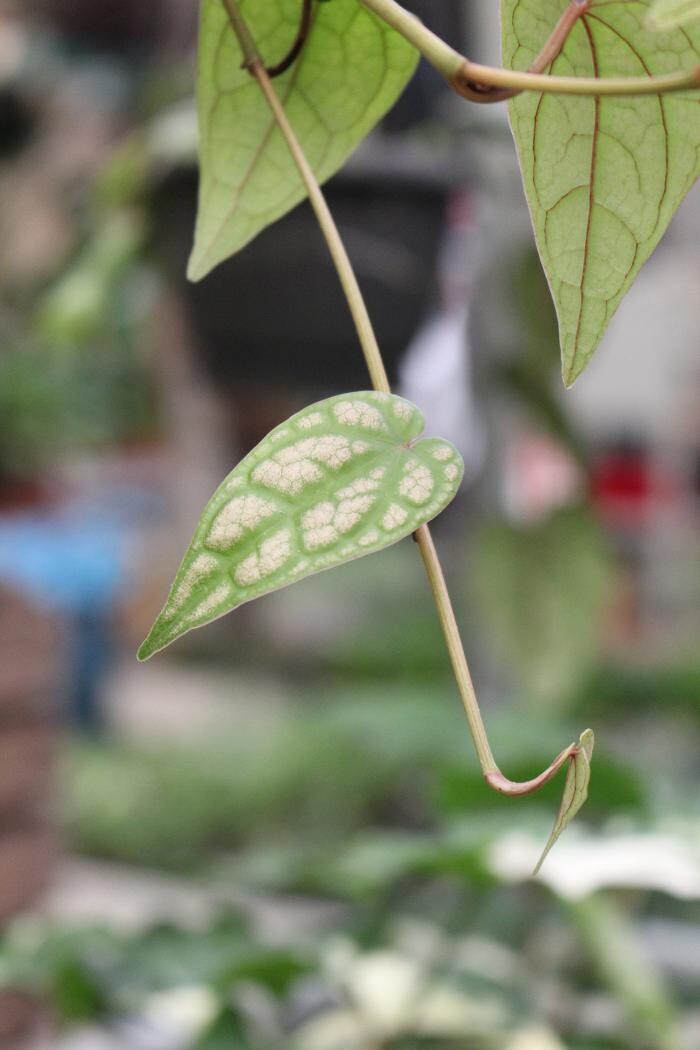 Foto's Intratuin Malden