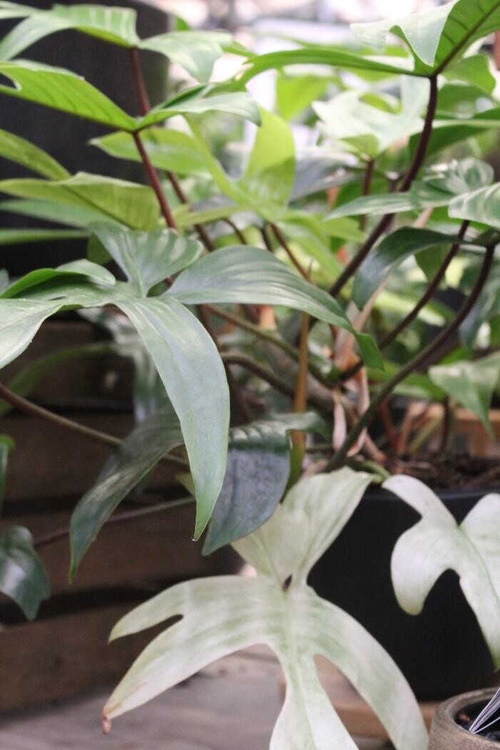 Foto's Intratuin Malden