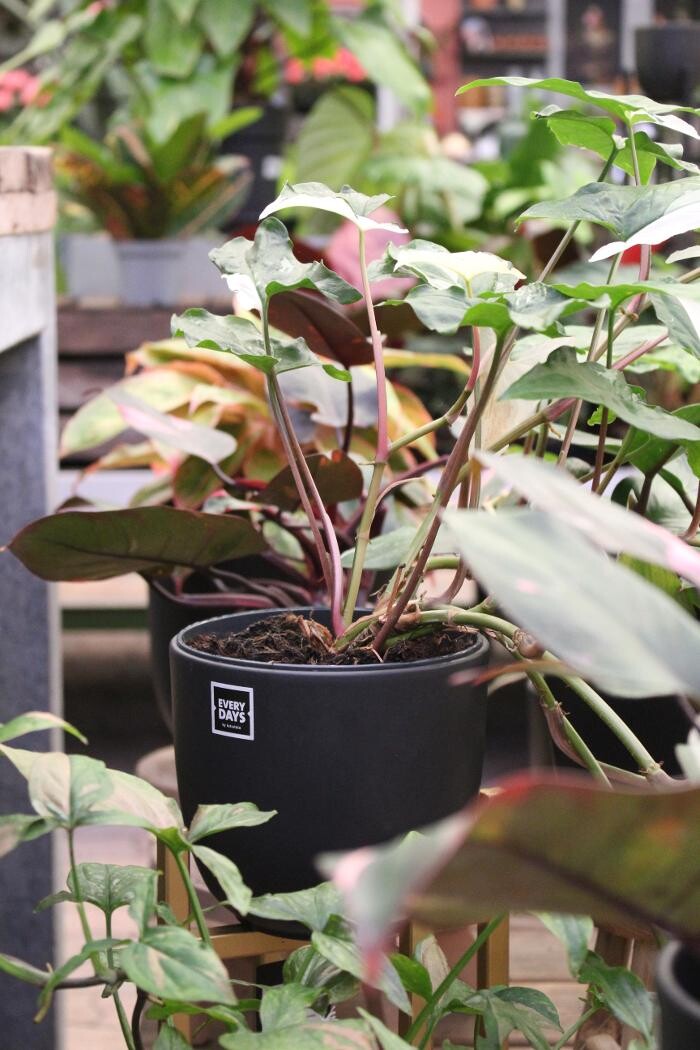 Foto's Intratuin Malden