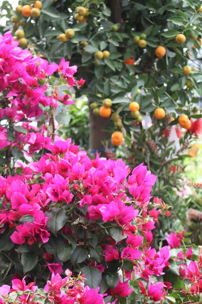 Foto's Intratuin Malden