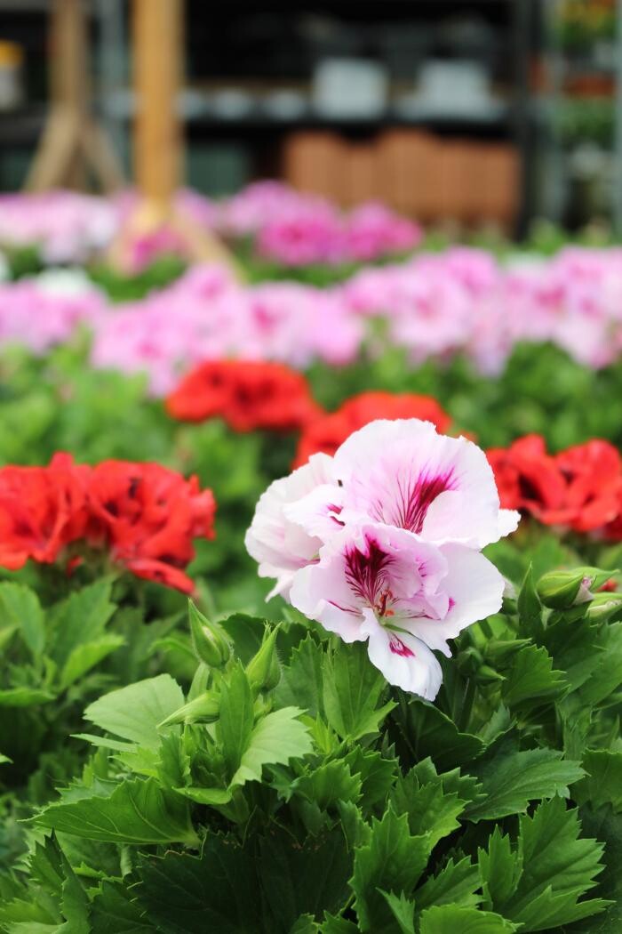 Foto's Intratuin Malden