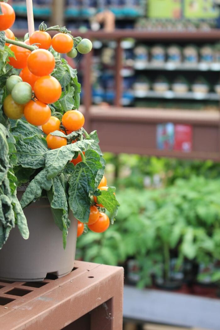 Foto's Intratuin Malden