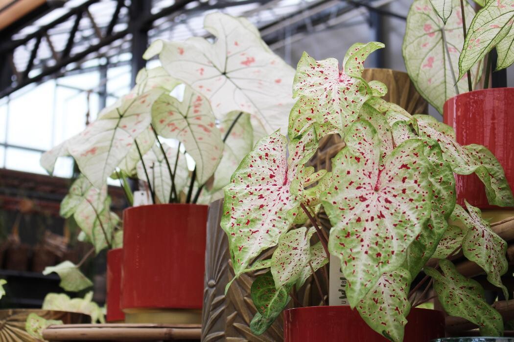 Foto's Intratuin Malden