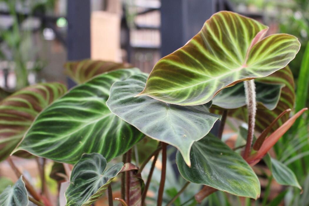 Foto's Intratuin Malden