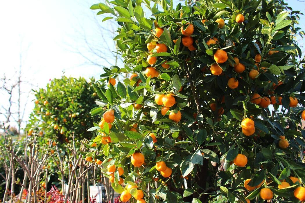 Foto's Intratuin Malden