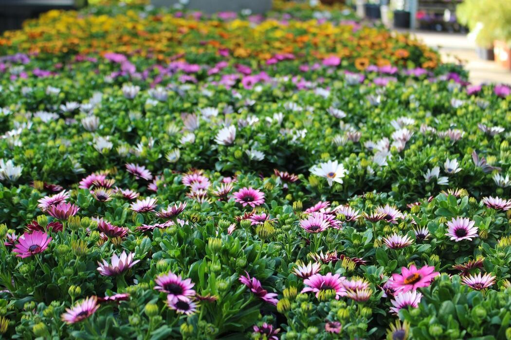 Foto's Intratuin Malden