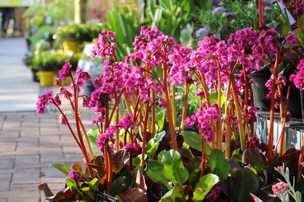 Foto's Intratuin Malden