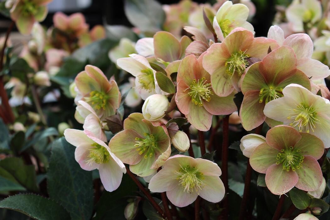 Foto's Intratuin Malden