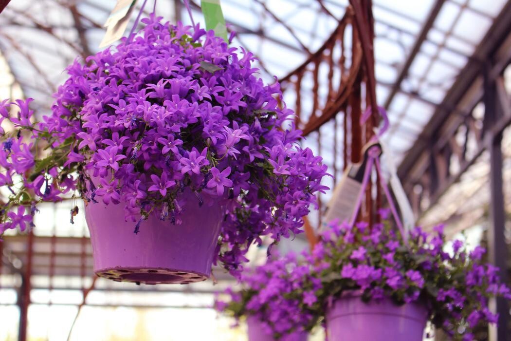 Foto's Intratuin Malden