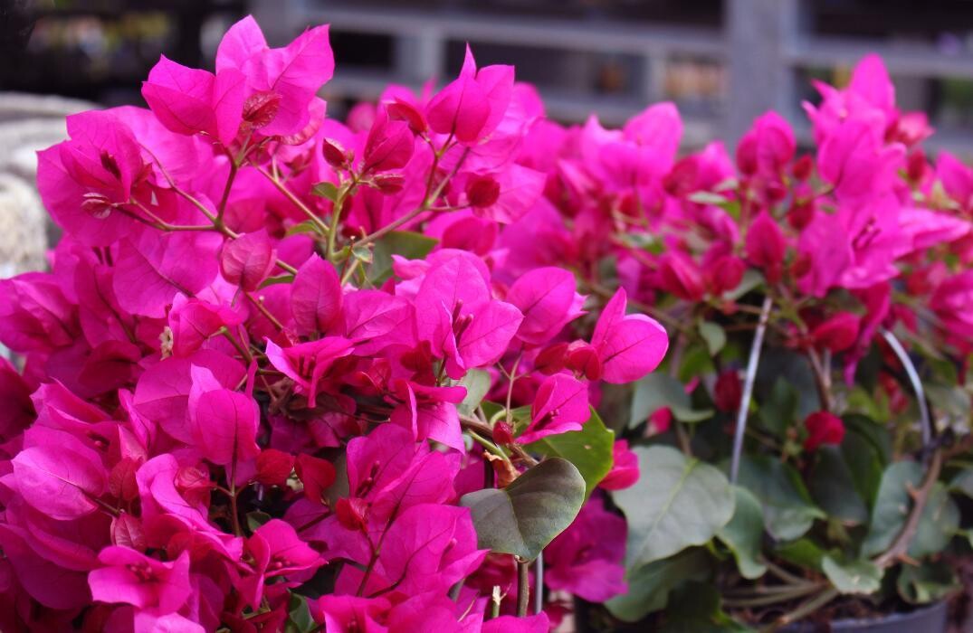 Foto's Intratuin Malden