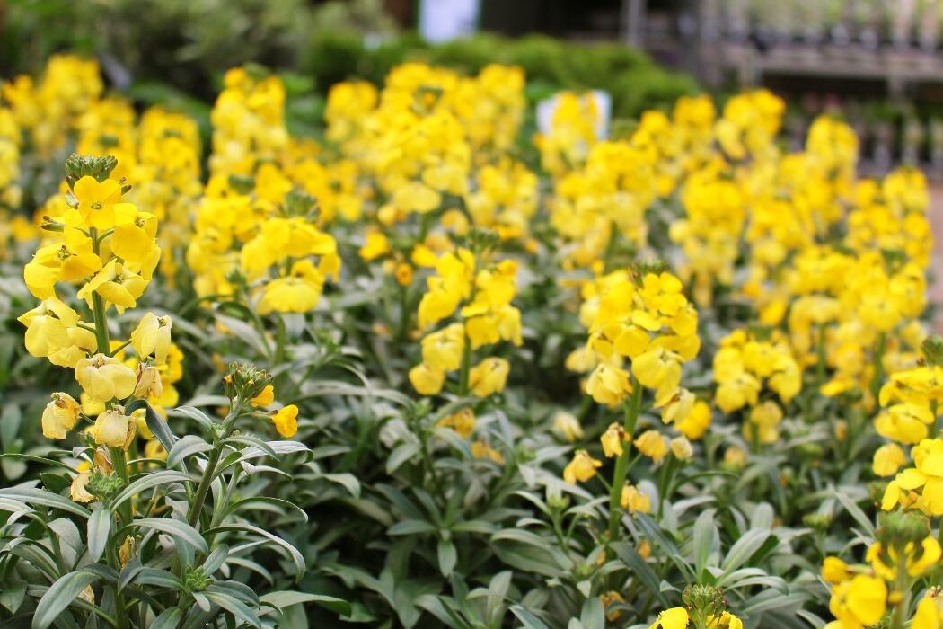 Foto's Intratuin Malden