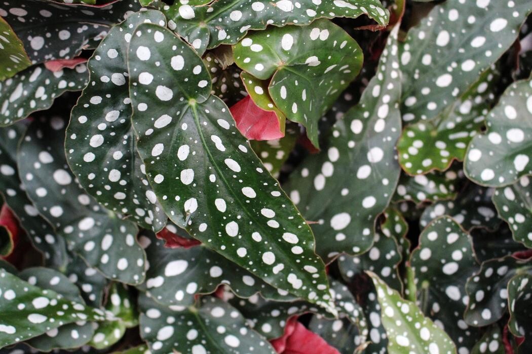 Foto's Intratuin Malden