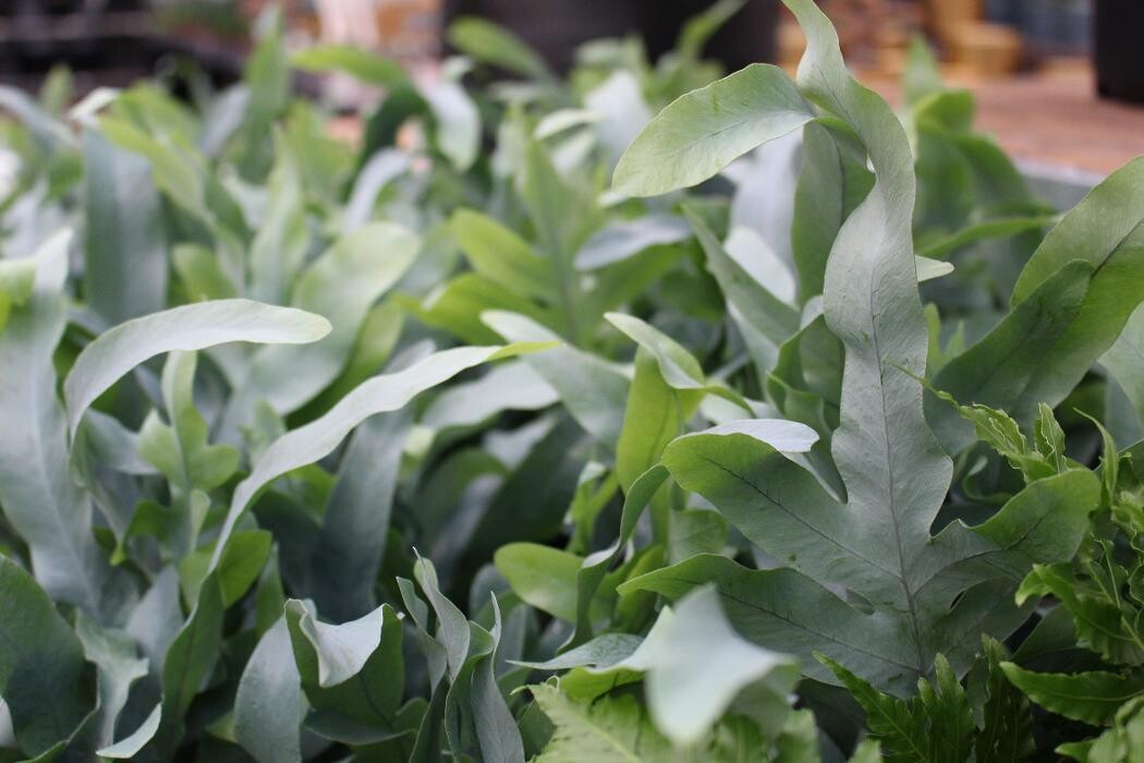 Foto's Intratuin Malden