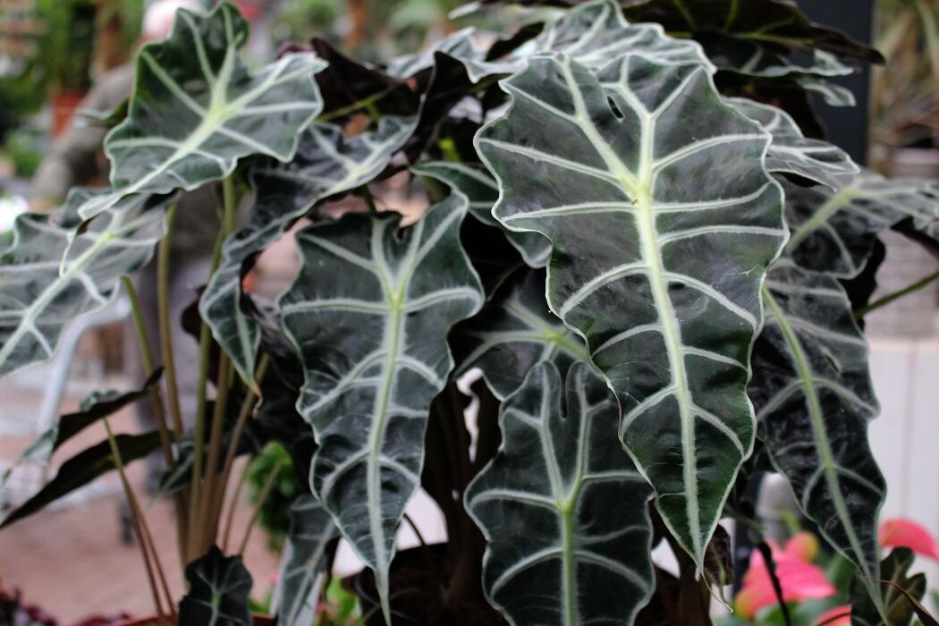 Foto's Intratuin Malden