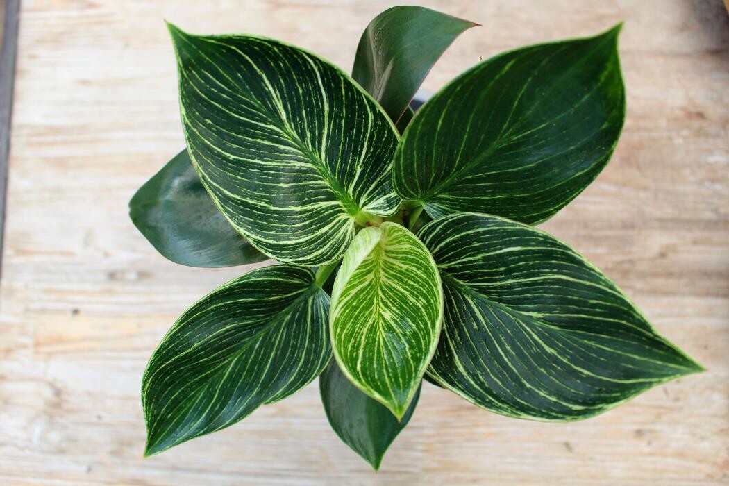 Foto's Intratuin Malden