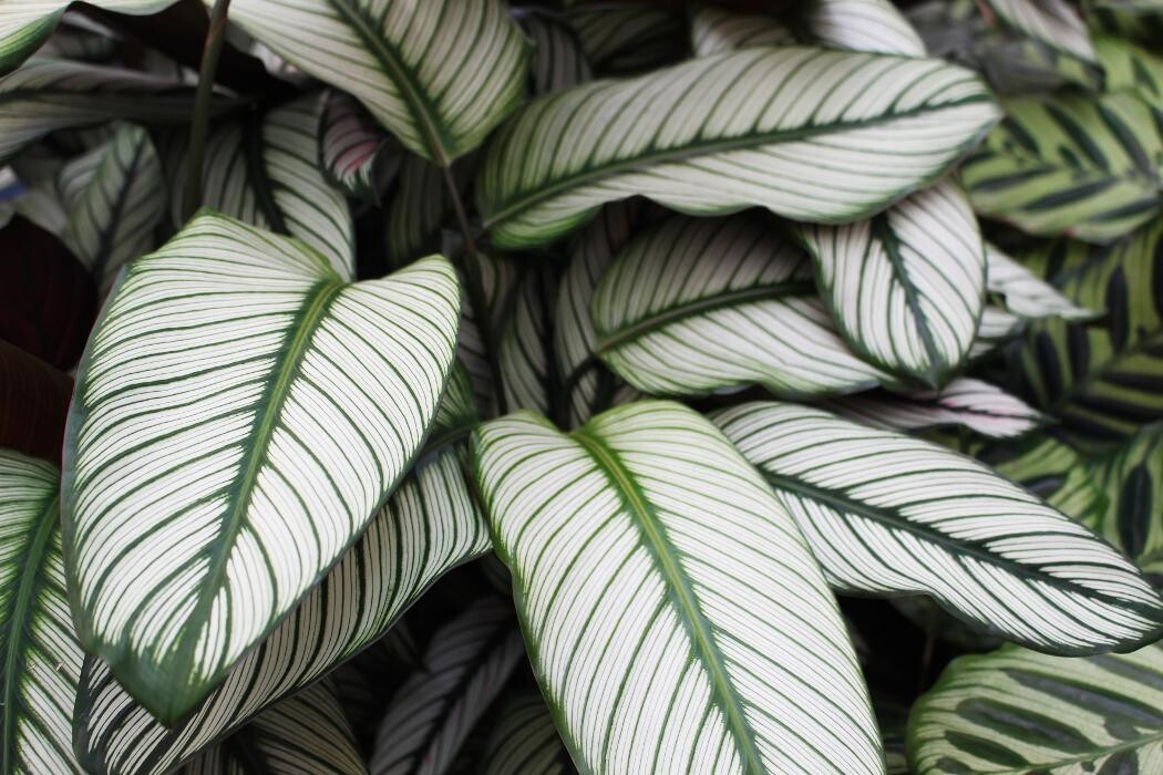 Foto's Intratuin Malden