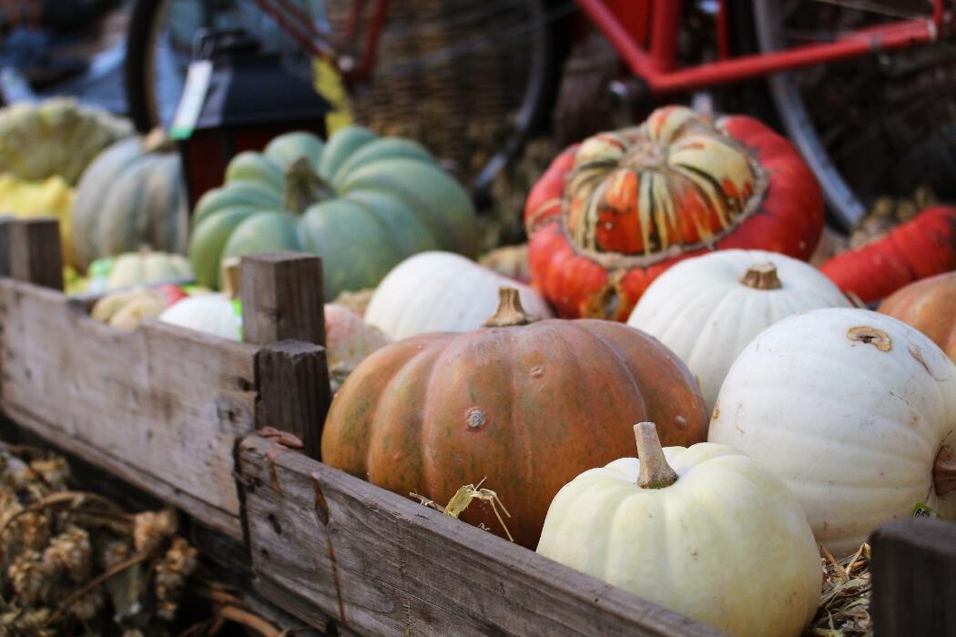 Foto's Intratuin Malden