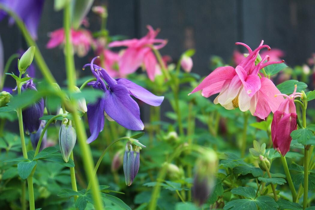 Foto's Intratuin Malden