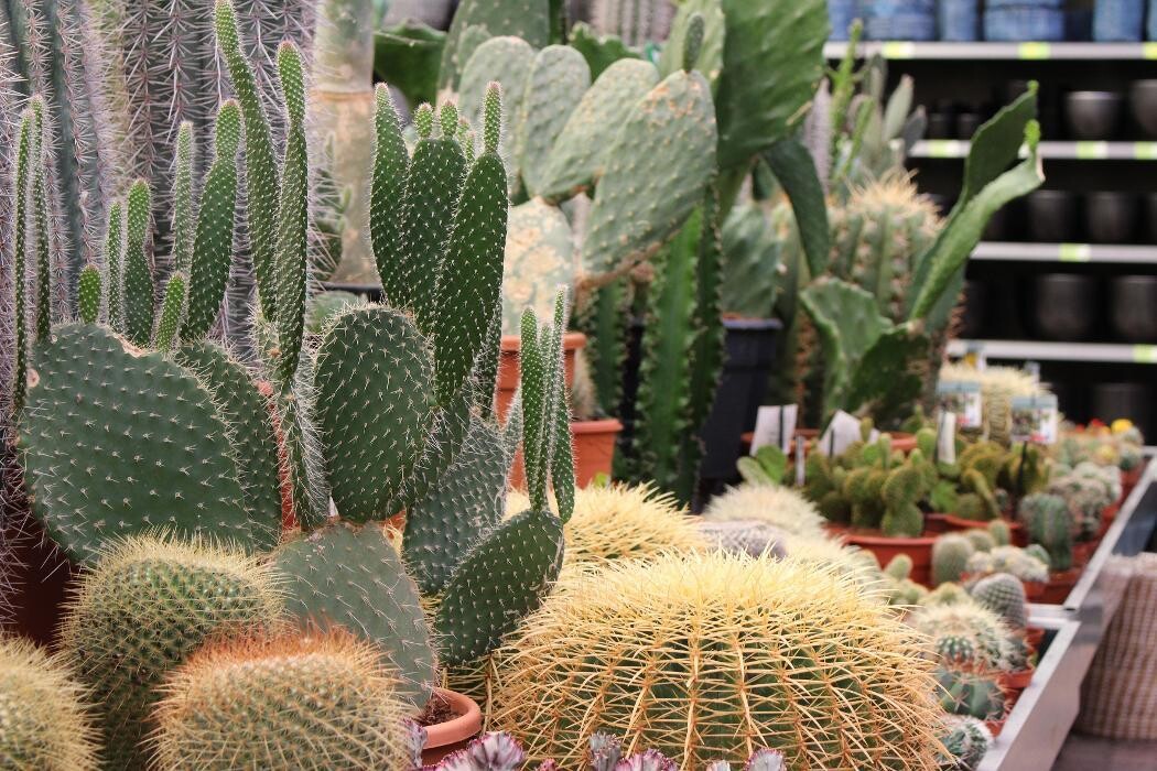 Foto's Intratuin Malden