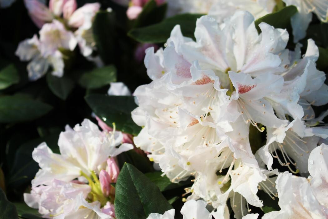 Foto's Intratuin Malden