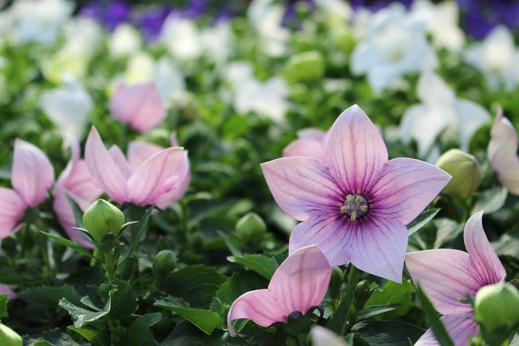 Foto's Intratuin Malden