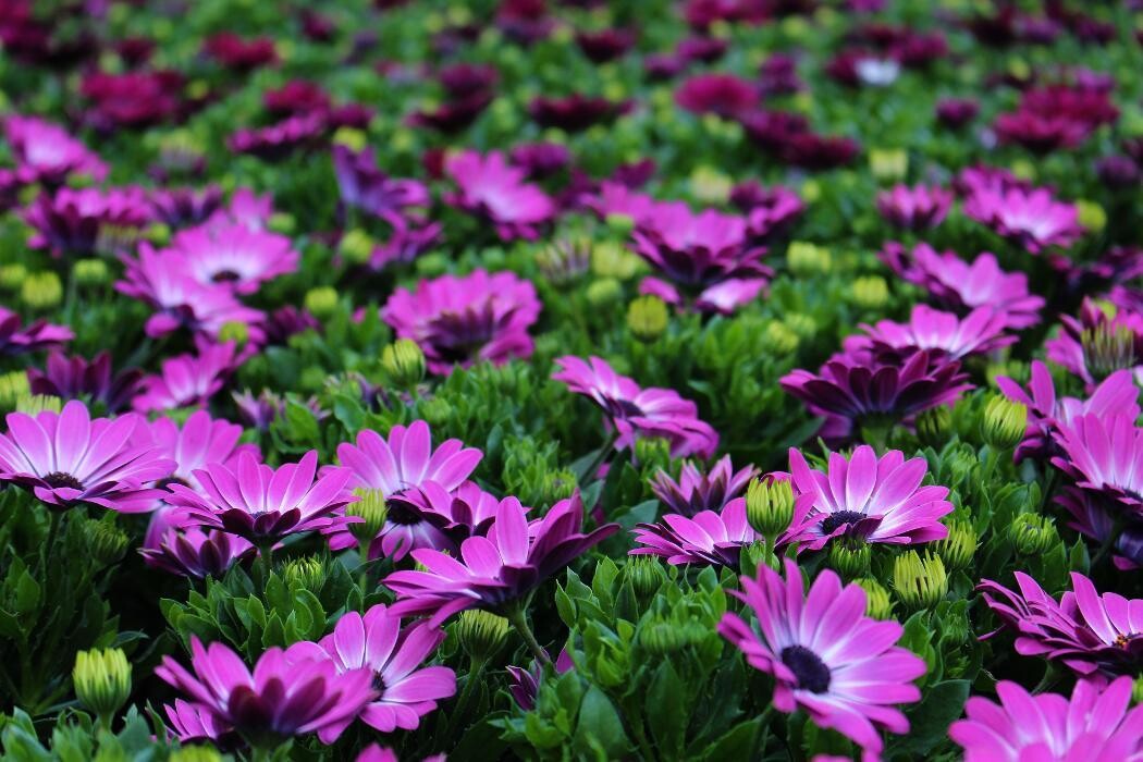 Foto's Intratuin Malden