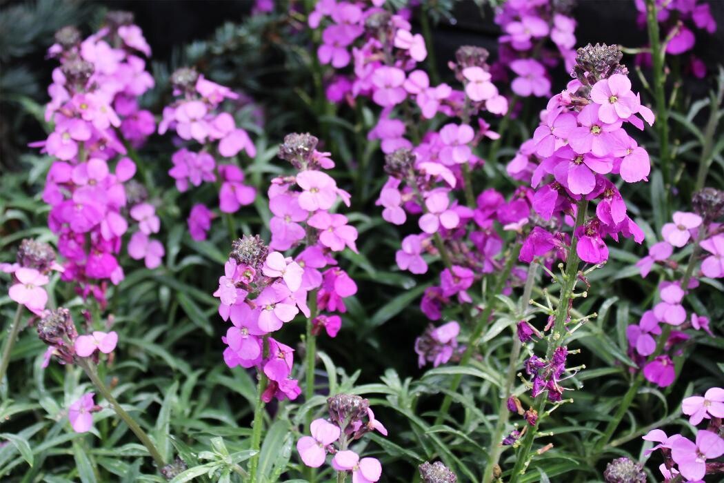 Foto's Intratuin Malden