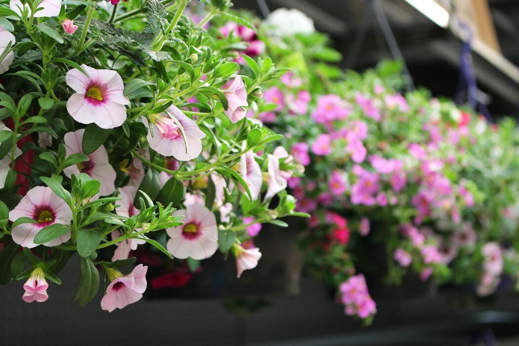 Foto's Intratuin Malden