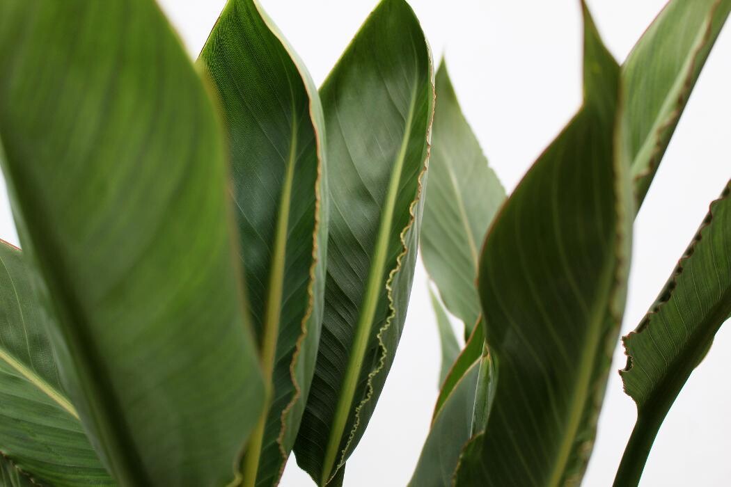 Foto's Intratuin Malden