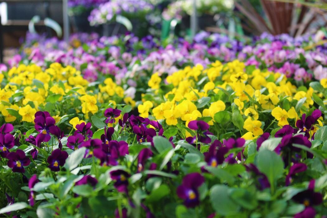 Foto's Intratuin Malden