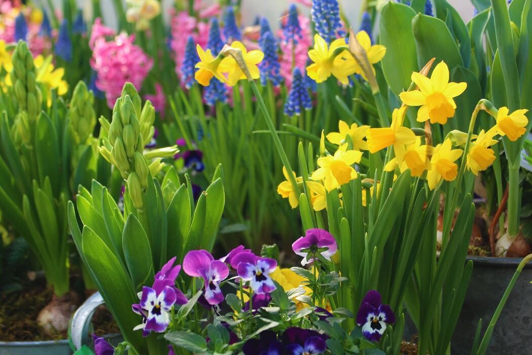 Foto's Intratuin Malden