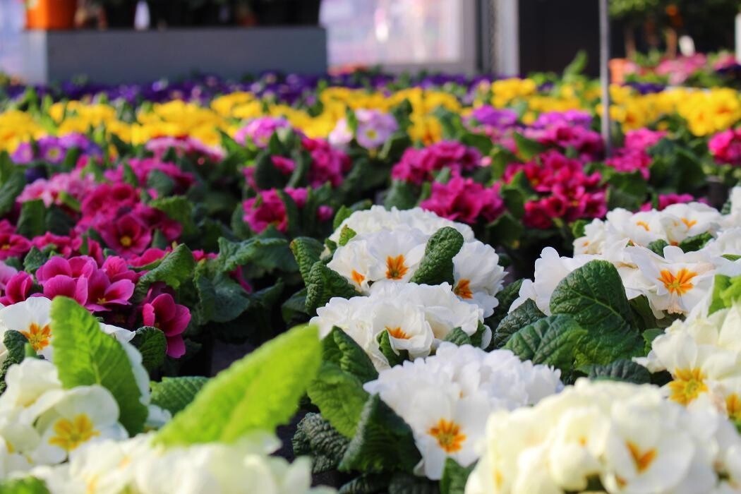 Foto's Intratuin Malden