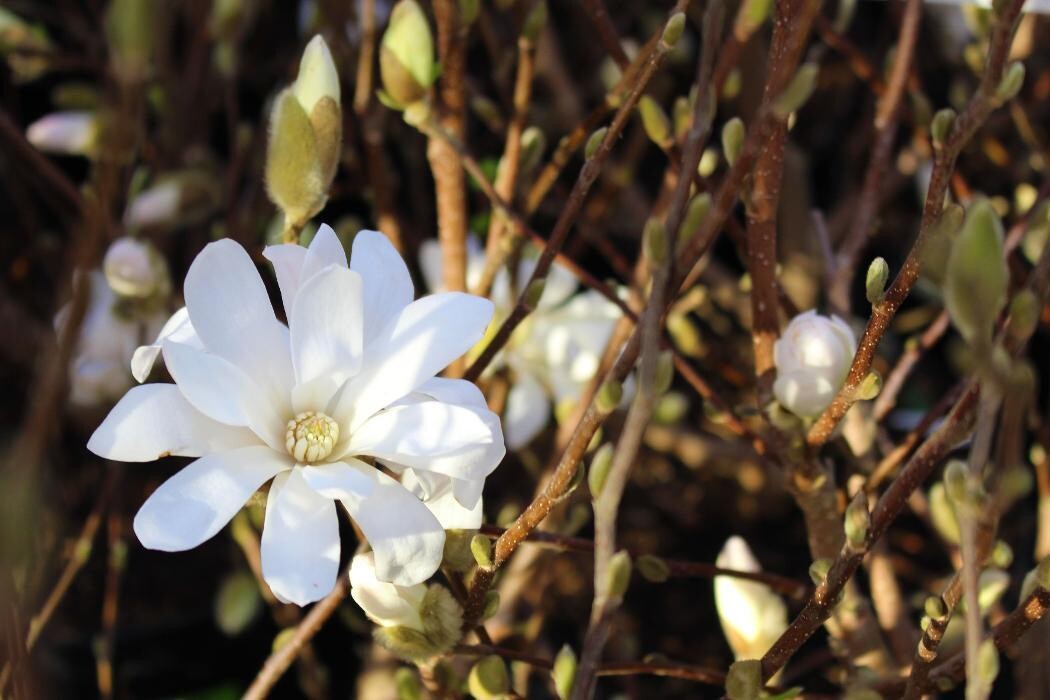 Foto's Intratuin Malden