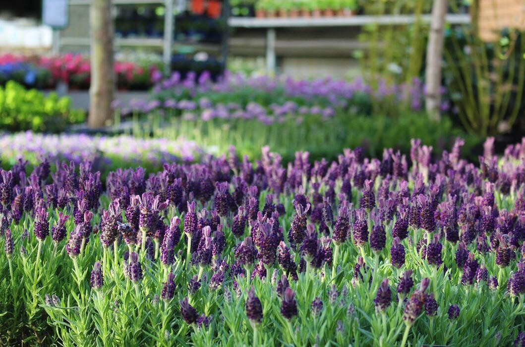 Foto's Intratuin Malden