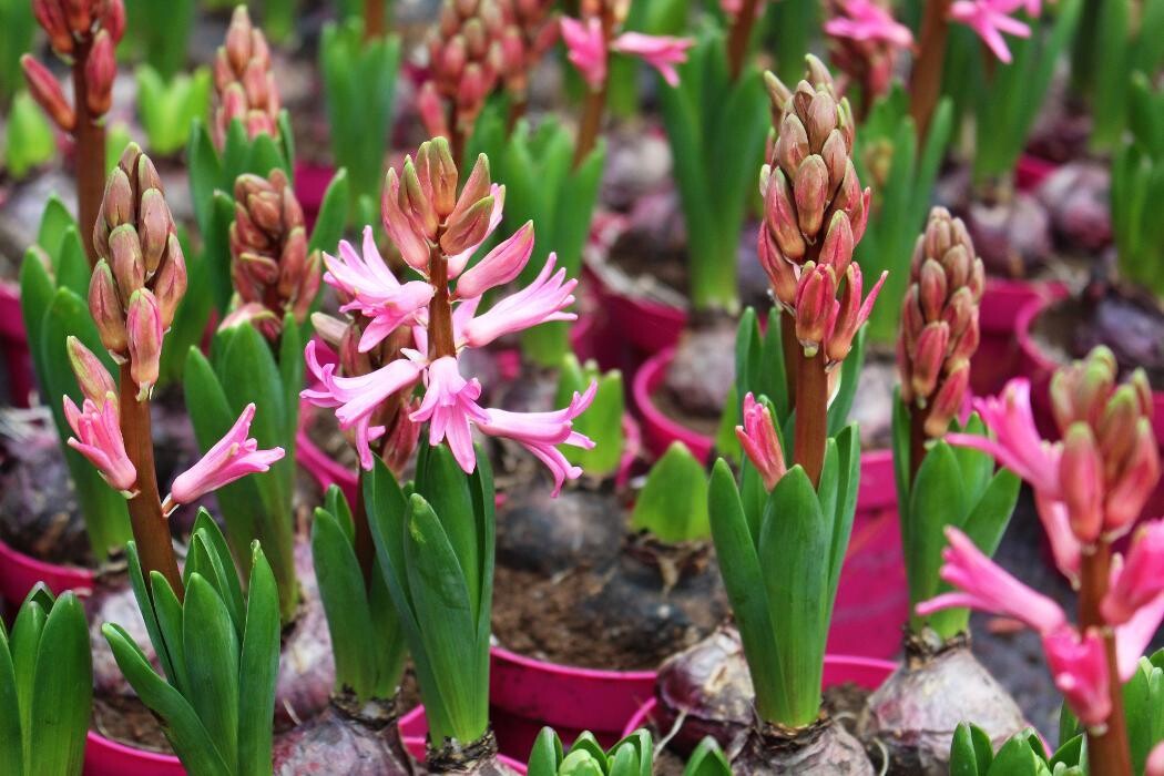 Foto's Intratuin Malden