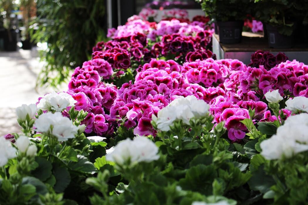 Foto's Intratuin Malden